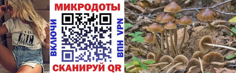 где купить   Мирный  Псилоцибиновые грибы GOLDEN TEACHER 